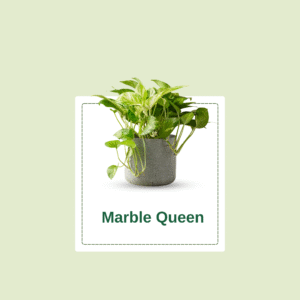 Marble Queen Pothos