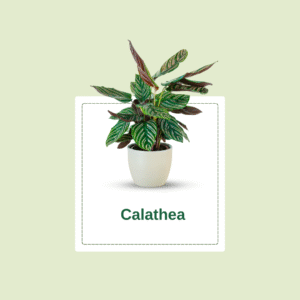 Calathea White Star