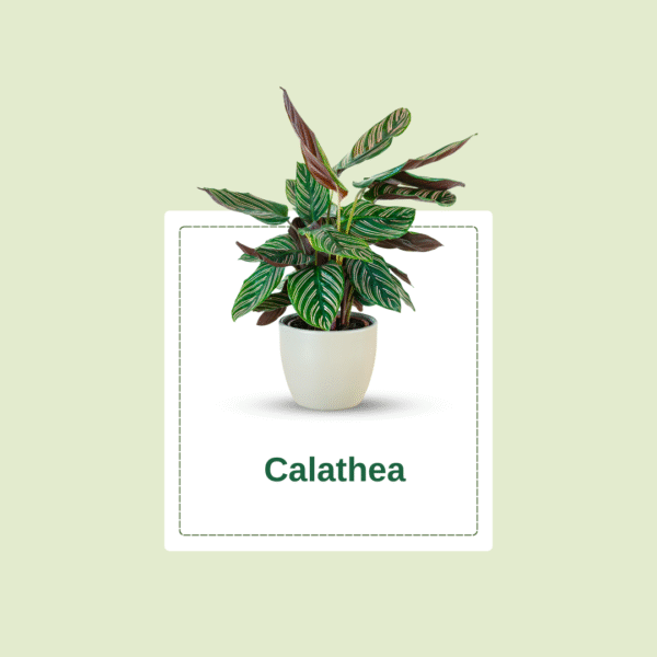 Calathea White Star