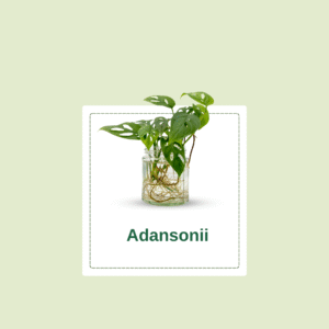 Monstera Adansonii