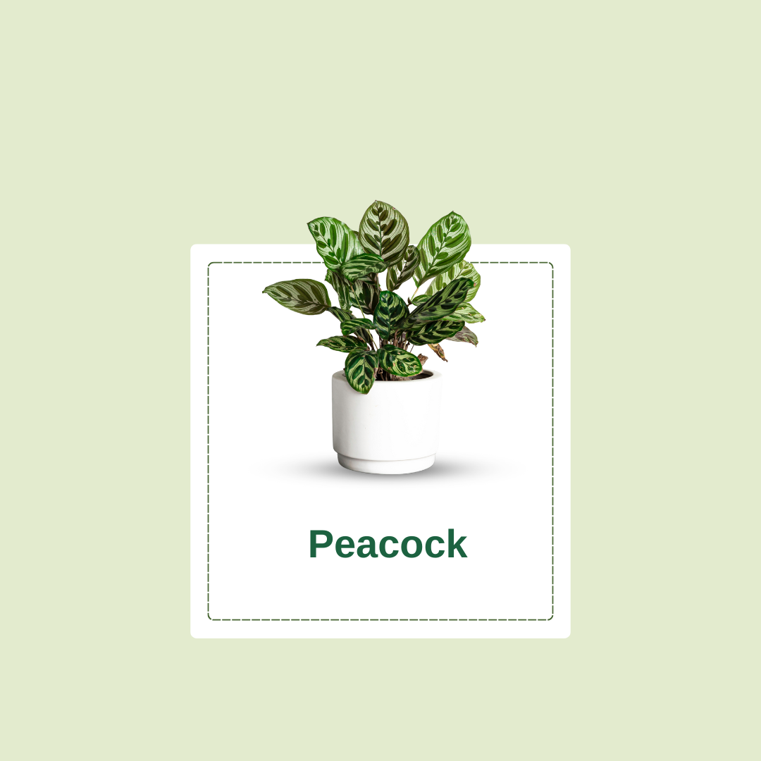 Treevaly Indoor Plant (13)