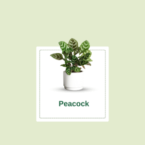 Calathea Peacock