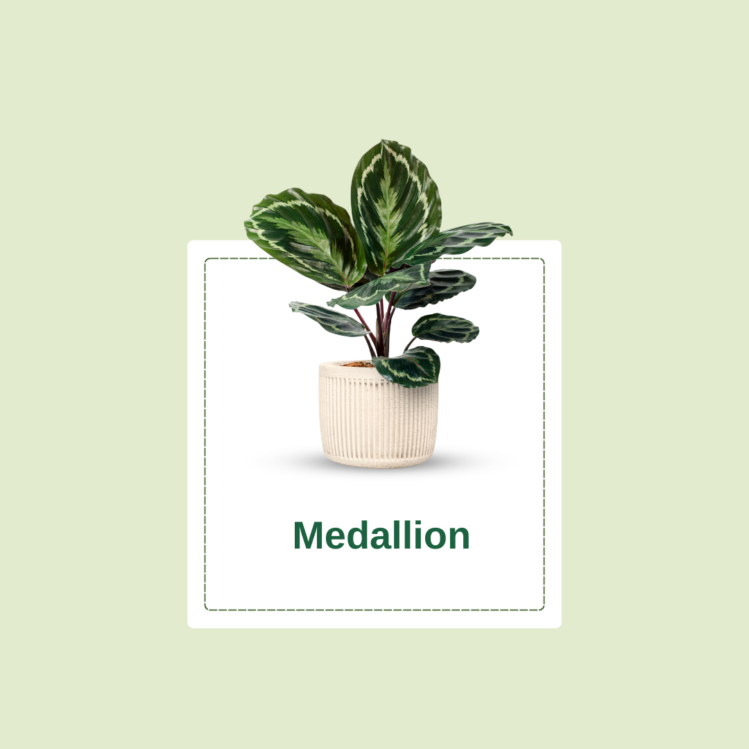 Treevaly Indoor Plant (14)