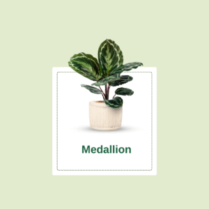 Calathea Medallion