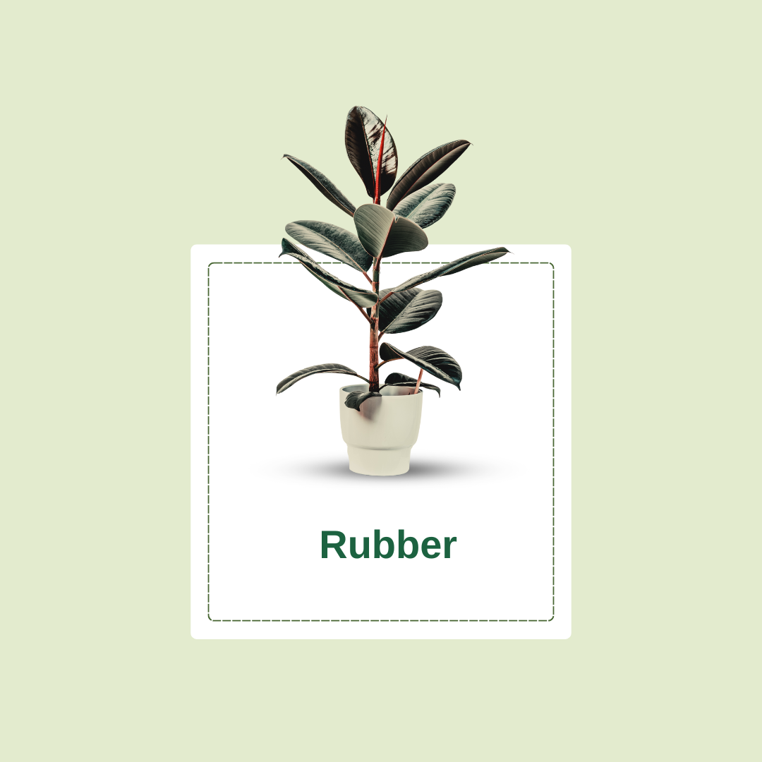Treevaly Indoor Plant (15)