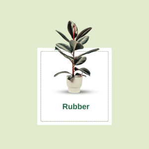 Rubber Plant