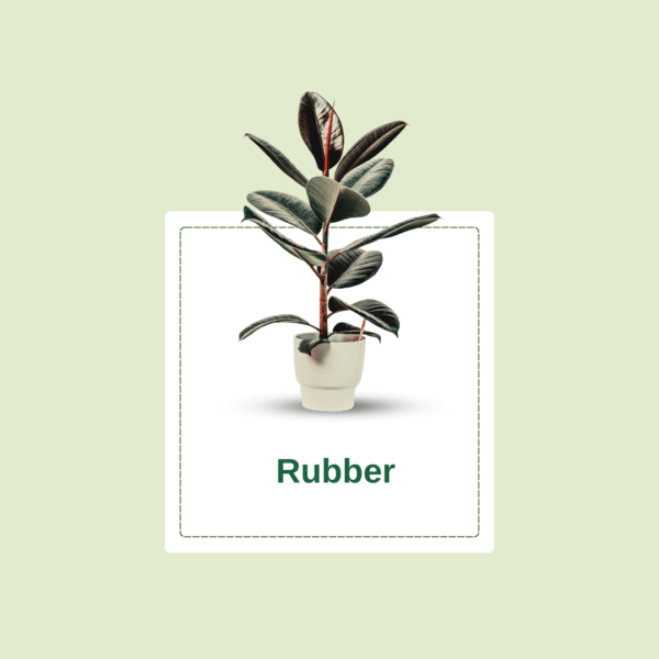Rubber Plant