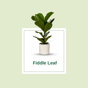 Fiddle Leaf Fig