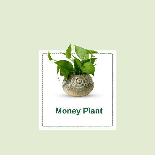 Money Plant