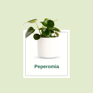 Peperomia