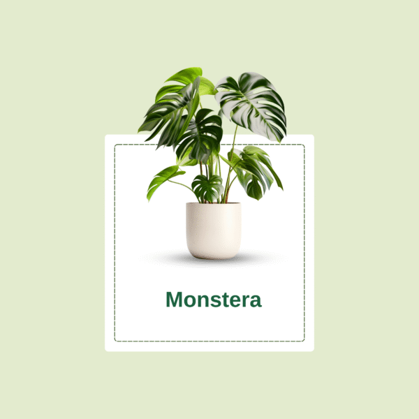 Monstera Deliciosa