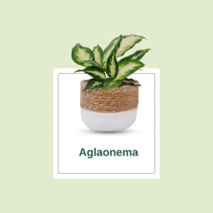 Aglaonema