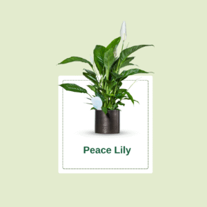 Peace Lily