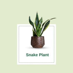 Snake Plant