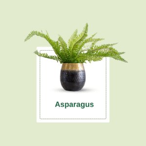 Asparagus Fern