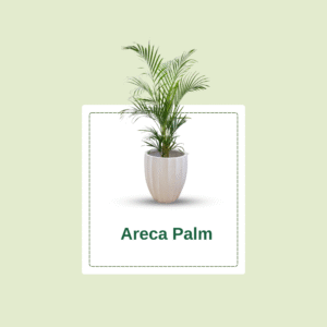 Areca Palm