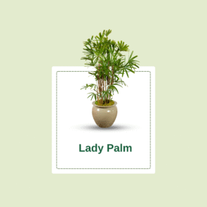 Lady Palm