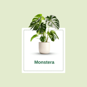 Monstera Deliciosa